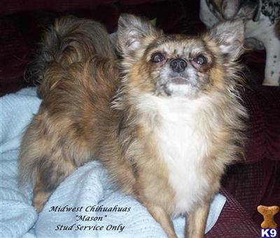 Stud Dogs - Chihuahua